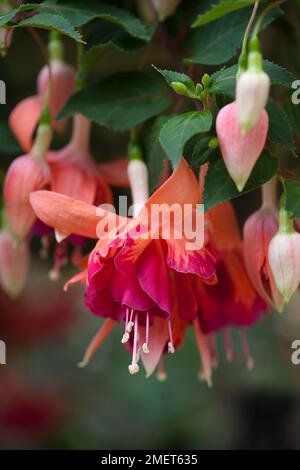 Fuchsia "Orange King' Foto Stock