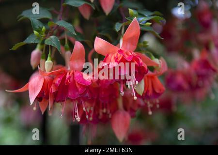 Fuchsia "Orange King' Foto Stock