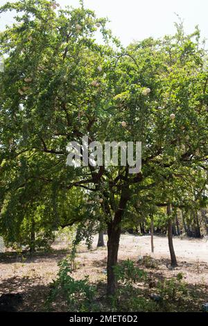 Jaffna, Provincia del Nord Est, Pungudutivu, Sri Lanka, Mela di legno Foto Stock