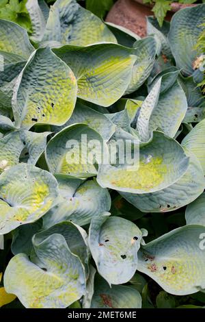 Hosta 'Abiqua bere Gourd', foglie a tazza Foto Stock