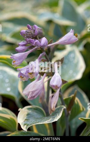 Hosta 'primo gelo' Foto Stock
