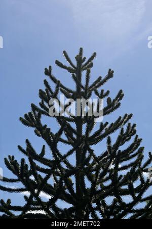 Monkey puzzle tree Foto Stock