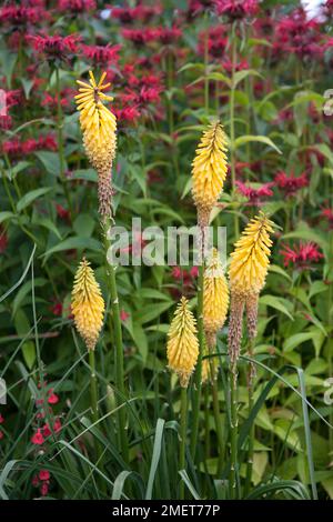 Kniphofia "Fiery Fred" Foto Stock