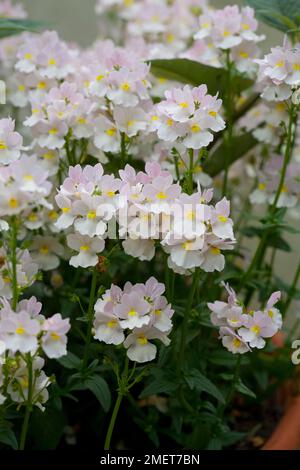 Nemesia 'Wisley vaniglia' Foto Stock