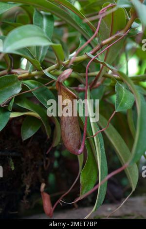 Nepenthes inermis x vricosa Foto Stock