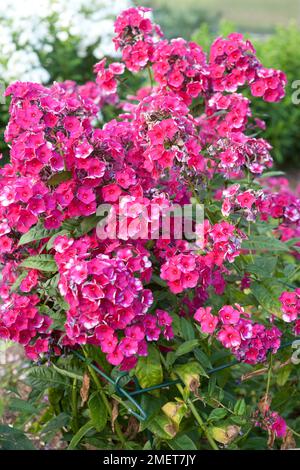 Phlox paniculata 'Juliglut' Foto Stock