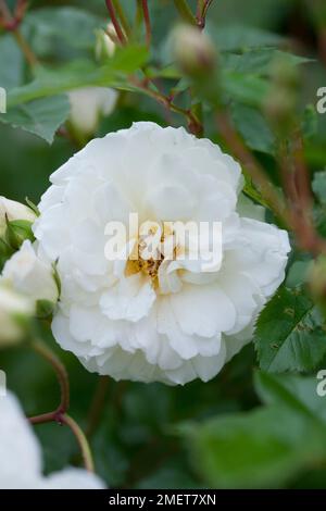 Rosa 'Prosperity' Foto Stock