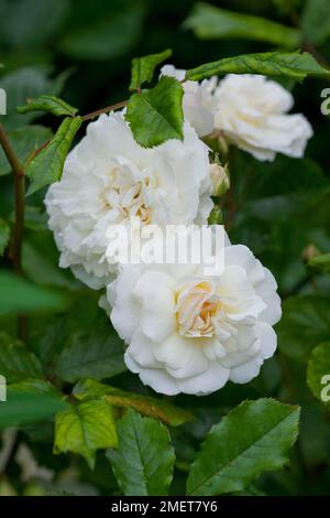 Rosa 'Prosperity' Foto Stock