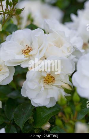 Rosa tappeto fiore bianco ('Noaschnee') Foto Stock