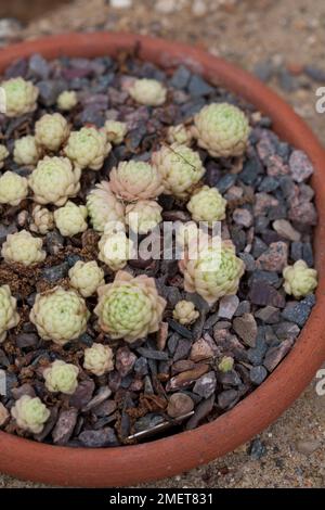 Rosularia crisantha Foto Stock