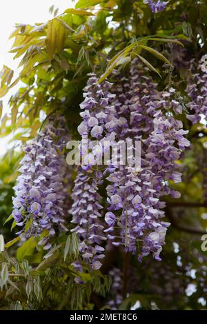 Il Glicine floribunda 'DOMINO' Foto Stock