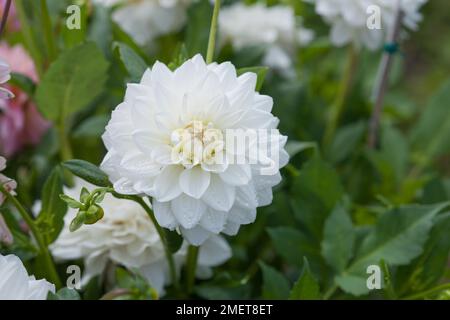 Dahlia balletto bianco Foto Stock