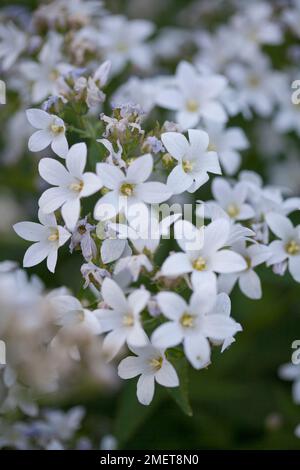 Campanula lattiflora 'Alba' Foto Stock