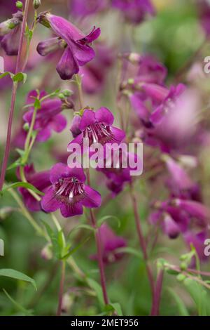 Pentemon 'Pensham Plum Jerkum' Foto Stock