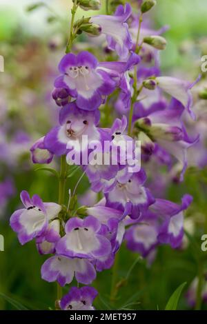 Penstemon 'Pensham zar' Foto Stock