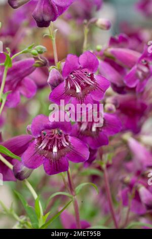 Pentemon 'Pensham Plum Jerkum' Foto Stock