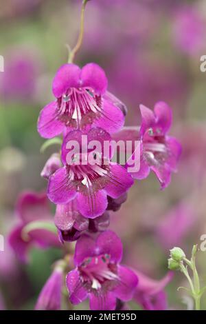 Pentemon 'Pensham Plum Jerkum' Foto Stock