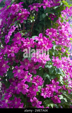 Clematis "ricordo" Foto Stock