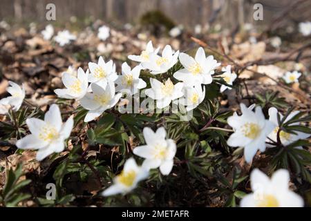 Risveglio primaverile nella Selke Valley primi fiori nella foresta Foto Stock