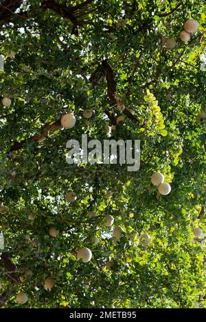 Jaffna, Provincia del Nord Est, Pungudutivu, Sri Lanka, Mela di legno Foto Stock