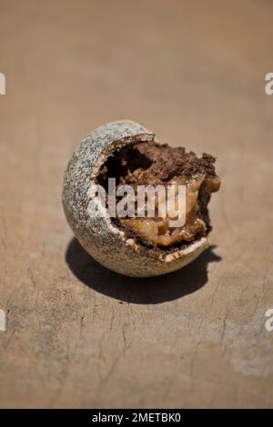 Hambantota, Provincia di Uva, Sri Lanka, mela di legno Foto Stock