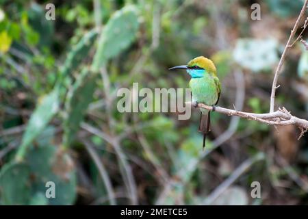 Parco Nazionale di Bundala, Provincia Meridionale, Sri Lanka, Tissamaharama, mangiatore di api verdi che si eruttano alla fine di un piccolo ramo Foto Stock