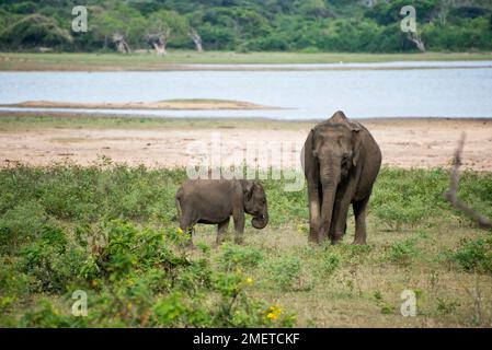 Provincia meridionale, Sri Lanka, Tissamaharama, Parco Nazionale di Yala Foto Stock
