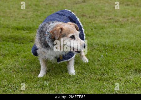 Anziani Jack Russell nel giardino indossando cappotto di cane Foto Stock