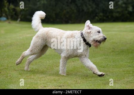 Labradoodle giocando in giardino Foto Stock