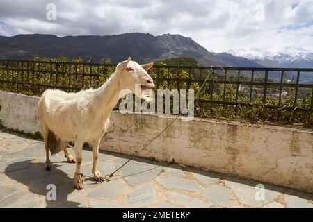 Primavera a Creta, capra schiarente, montagne innevate, cielo nuvoloso, bacino di Amari, Amari, Psiloritis, Ida Massif, Thronos, Creta centrale, isola di Foto Stock