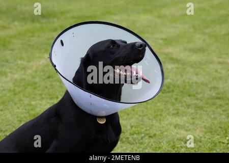 Il Labrador indossando un collare elizabethan Foto Stock