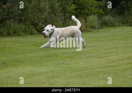 Labradoodle: giocare in giardino Foto Stock