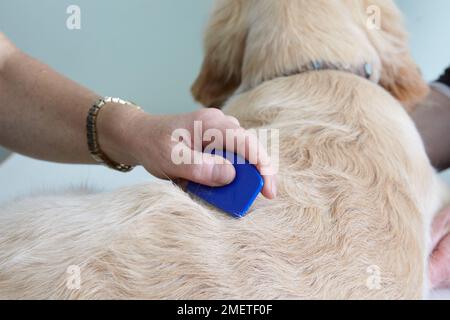 Il cucciolo di Labrador è stato controllato da un veterinario. Controllo delle pulci con il pettine delle pulci Foto Stock