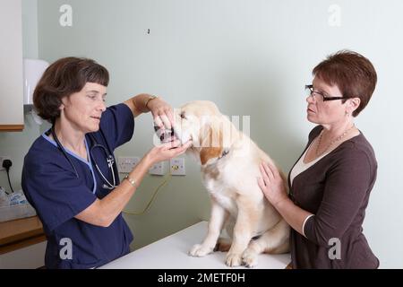 Il Labrador cucciolo essendo controllati da un veterinario Foto Stock