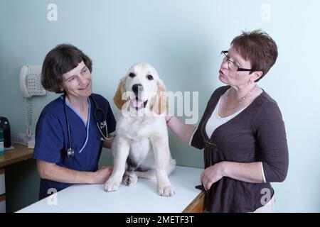 Il Labrador cucciolo essendo controllati da un veterinario Foto Stock