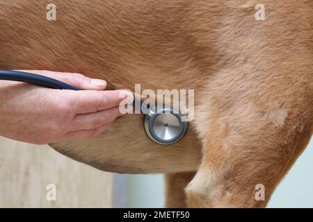 Lurcher essendo controllati da un veterinario. Ascolto di heartbeat Foto Stock