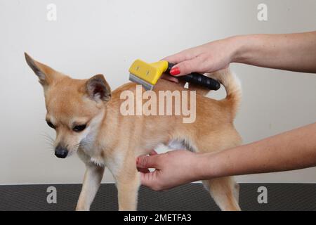 Chihuahua essendo pettinato in salotto governante. Foto Stock