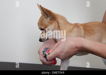 Chihuahua nail clipping nel salone di toelettatura. Foto Stock