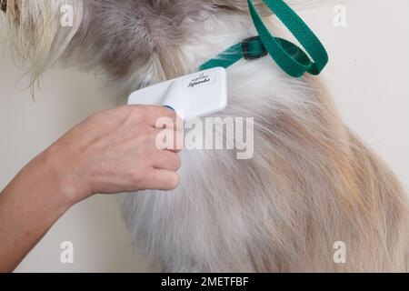 Collie barbuto, colpo di essiccazione o di rivestimento di spazzolatura tramite slicker spazzola in un salone di toelettatura Foto Stock