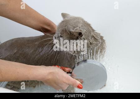 Blue British Shorthair: sequenza di balneazione Foto Stock