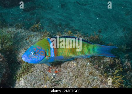 Strasse ornato (Thalassoma pavo), El Cabron Marine Reserve Dive Site, Arinaga, Gran Canaria, Spagna, Oceano Atlantico Foto Stock