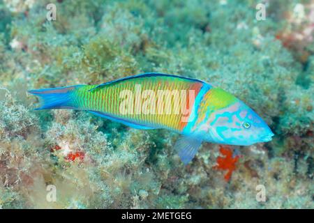 Strasse ornato (Thalassoma pavo), El Cabron Marine Reserve Dive Site, Arinaga, Gran Canaria, Spagna, Oceano Atlantico Foto Stock