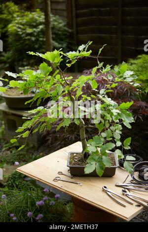 Cablaggio albero bonsai deciduo Foto Stock