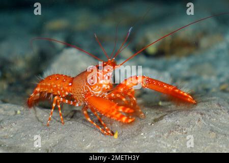 Aragosta della barriera corallina dell'Atlantico rossa (Enoplometopus antillensis), sito di immersione della riserva marina di El Cabron, Arinaga, Gran Canaria, Spagna, Oceano Atlantico Foto Stock