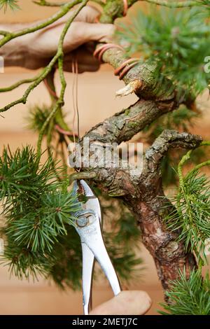 Stretta di mano la curvatura di un albero di bonsai avvolto in rafia e filo  ripresa dall'alto e di lato Foto stock - Alamy