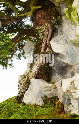 Ginepro cinese (Juniperus chinensis Itoigawa) Foto Stock