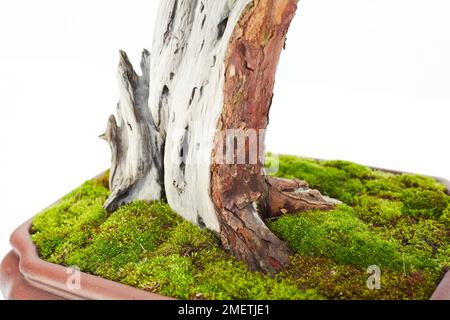 Tasso europeo (Taxus baccata), il legno morto sbiancato aggiunge texture Foto Stock
