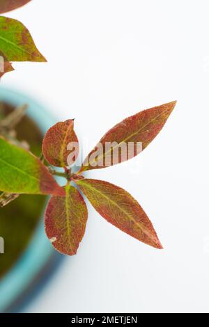 Mandrino alato (Euonymus alatus) Foto Stock