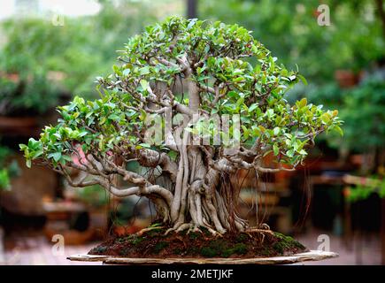 Ficus natalensis bonsai, fico Natal, bauli, radici aeree, stile baniano Foto Stock