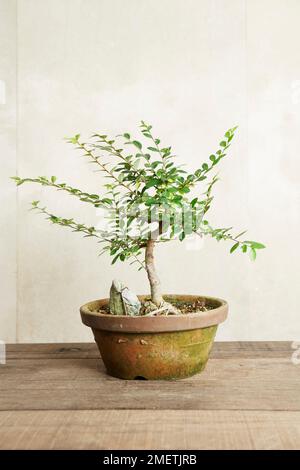 Bonsai Ulmus parvifolia, Olmo cinese, addestrati per la crescita di radice-over-rock Foto Stock